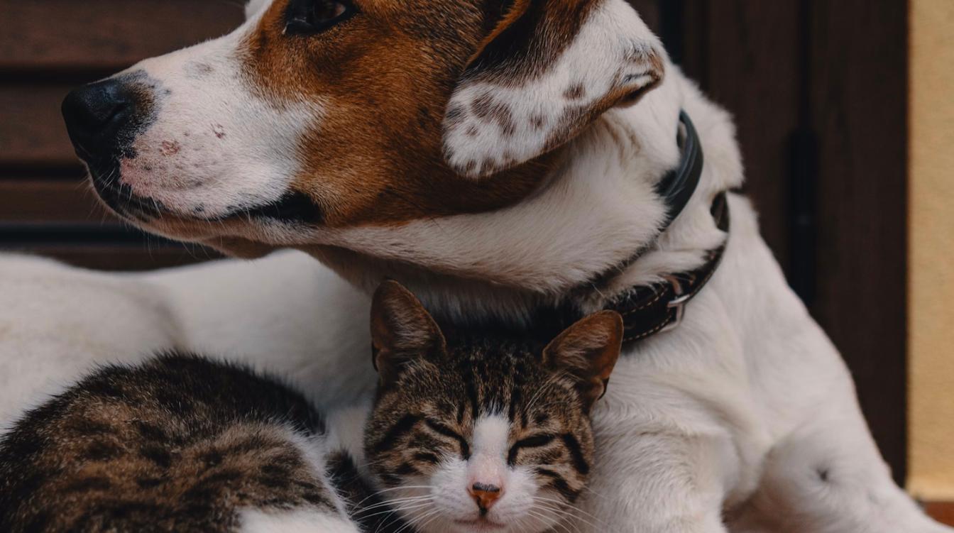 Нежные отношения кота и собаки умилили публику – видео