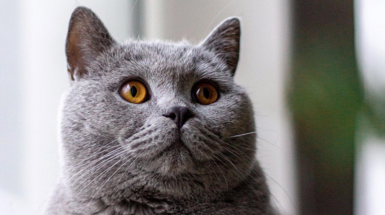 Попавший в "зазеркалье" кот сильно удивился – видео